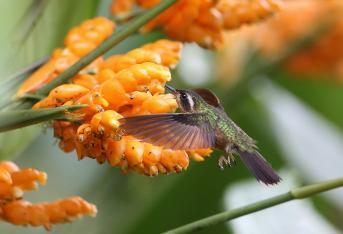 En Cali se desarrolla la ‘Feria Internacional de Aves de Colombia Birdfair’, que llegó a su sexta versión con el nombre de ‘Aves Migratorias viajeras Sin Fronteras’.