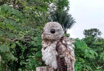 El ‘bienparao’, como lo nombran comúnmente en el campo, permanece inmóvil en la copa de los árboles hasta que la luz del día se apaga y surge la noche. Es de la familia Nyctibiidae habita en bosques, sabanas, manglares, ríos y áreas abiertas.