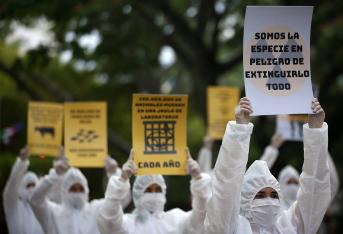 Cerca de 50 activistas del colectivo Coala marcharon por el Bulevar del Río Cali, con trajes de bioseguridad, portando mensajes para detener el asesinato de animales para consumo, el confinamiento para diversión y la experimentación con ellos. Ellos piden que todos los animales sean tratados como mascotas y no vean unos como alimento, pues ellos también sufren y vinieron al mundo para convivir con nosotros.