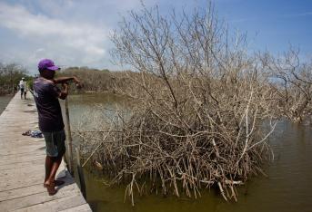 Sabanilla (Atlántico), Colombia, 4 de Agosto de 2022. Mangalres muertos ubicado atrás dela vía conocida como 'Los Manaties' en Sabanilla, cerca a Punta Roca. De acuerdo con habitantes del sector, estos mangalres comenzaron a morir hace tres años. Pescadores del corregimiento 'La Playa' van a pescar allí aún. Foto Vanexa Romero/ETCE