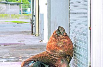 Un león marino deambula por Mar del Plata durante la cuarentena. Expertos consideran que es arriesgado romantizar la idea de los avistamientos de especies silvestres.