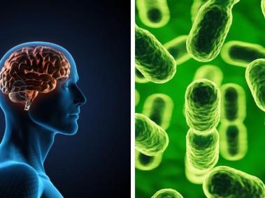 La microbiota es el conjunto de microorganismos que viven en el cuerpo humano.