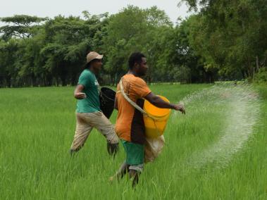 Los investigadores consideraron las cinco zonas donde se cultiva arroz en el país definidas por la Federación Nacional de Arroceros: Bajo Cauca, Centro, Llanos Orientales, Santanderes y Costa Norte.