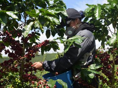 Desde que se inició la cuarentena estos recolectores no salen de la finca. Buscan proteger a sus familias y sus empleos.