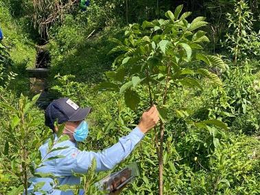 La iniciativa busca aportar a la reforestación de la región y la mitigación del cambio climático.