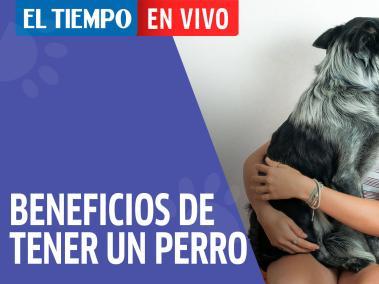 Tener un perro como mascota es muy positivo para nuestra salud física, mental y emocional.