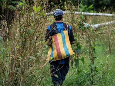 Uno de los 99.097 cultivadores vinculados al Pnis recorre una siembra de coca en Caquetá.