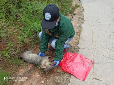 La corporación ambiental Cornare recogió los cuerpos de los animales.