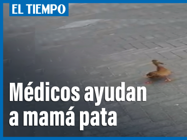 Médicos holandeses ayudan a una pata con sus patitos