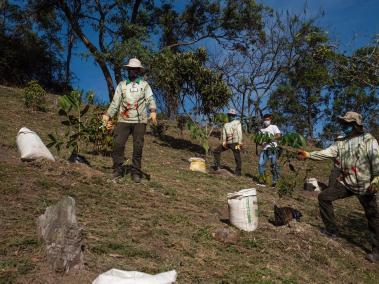 El Ministerio de Ambiente y Desarrollo Sostenible fijó la meta de sembrar 180 millones de árboles al 2022.