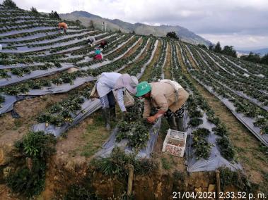 Se plantea la intervención de cinco hectáreas de fresas para dinamizar su economía y mejorar su calidad de vida.