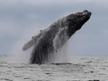 El avistamiento de ballenas se da entre junio y octubre, en el Pacífico.
