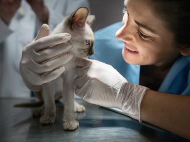 La empatía y el trato respetuoso hacia los animales y sus tutores, también deben tomarse en cuenta al elegir un veterinario.