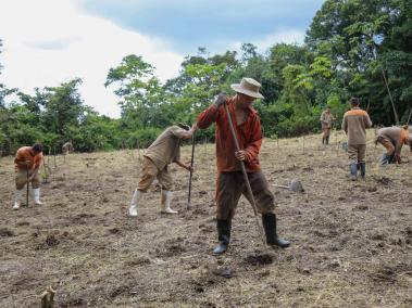 Los internos de la colonia agrícola de Acacías (Meta) llevan 3.500 árboles nativos sembrados.