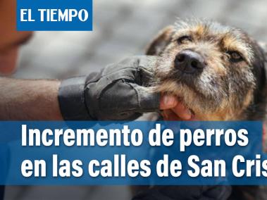 Y en el día mundial del perro... Cientos de perritos en condición de calle deambulan por la localidad de San Cristóbal. Según afirma la alcaldía local, la situación se da porque las personas han incrementado el abandono de los caninos en los sectores la loma y la pared.