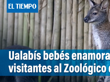 Ualabís bebés enamoran visitantes al Zoológico de Cali