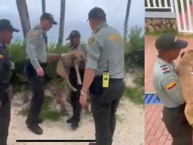 Rescate de animales en medio de tormenta tropical Julia en San Andrés.