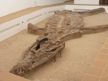 El ‘Monquirasaurus boyacensis’ (antes conocido como ‘Kronosaurus boyacencis’) un gigantesco reptil marino carnívoro que vivió en los mares que inundaron lo que hoy es Villa de Leyva.