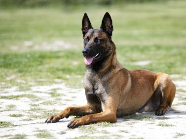 Pastor belga malinois - mascota del Dibu Martínez.