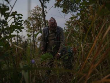 NYT: Khadga Bahadur Karki, miembro de la comunidad local, retira ramas secas del bosque para evitar incendios.