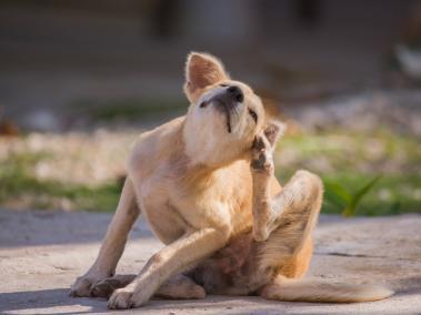 El comezón que genera las pulgas puede afectar la piel de su mascota.