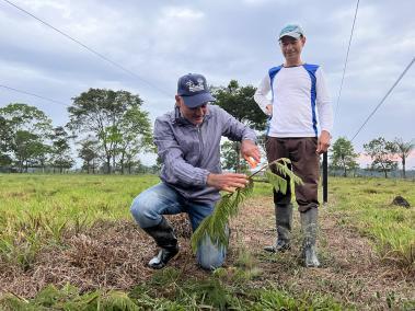 Jhon Fredy Sabogal (izq.) es el promotor y líder de ACT que brinda apoyo técnico a las familias todos los días. En la foto le enseña a Albeiro Camacho (der.), de la finca Los Guayabales, a podar los árboles para que tengan rápido crecimiento. fotos: maría fernanda Lizcano