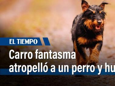 Se busca al responsable de atropellar a Teo. El perro, que estaba con su dueña en Cajicá, se detuvo a hacer sus necesidades cuando fue impactado fuertemente por una camioneta. Debido a la gravedad de las heridas, Teo tuvo que ser sacrificado.