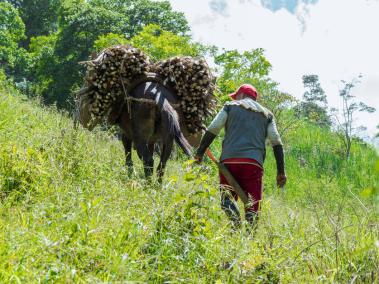 Campesinos