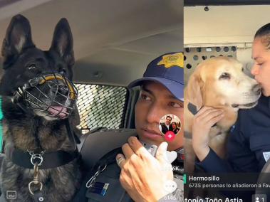 Ambas mascotas comenzarán con su etapa de descanso.