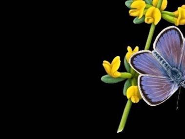 Ilustración de la mariposa Xerces Blue posada en una rama de la planta de la que se alimentaba: ‘Acmispon glaber’.