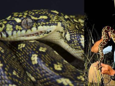 La serpiente medía 5 metros y 79 centímetros, y pesaba 56,6 kilos.