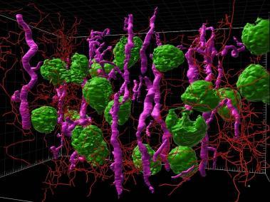 Imagen microscópica de lámina de luz renderizada en 3D de corteza renal humana