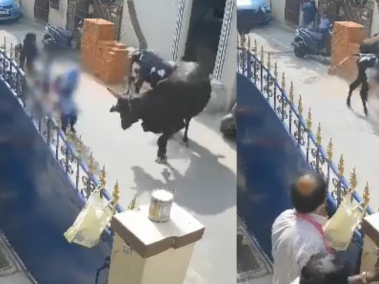 El impactante momento cuando menor es embestida por una vaca.