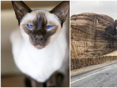 Encontraron gatos de diversas razas, los cuales estaban destinados a morir en jaulas.