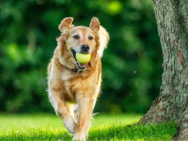 Los perros necesitan de actividad física.