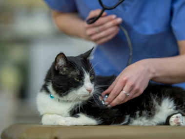 No olvide consultar a su médico veterinario.