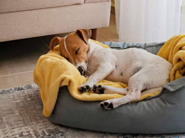 ¿Se le puede permitir al perro dormir en la cama?