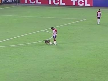 Los hinchas capturaron el momento en el que canino apareció.