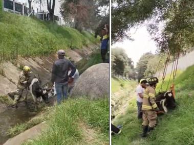 El rescate de la vaca fue exitoso.