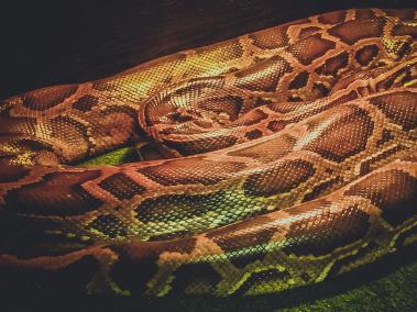 Esta serpiente es considerada una de las más antiguas y gigantes del mundo.