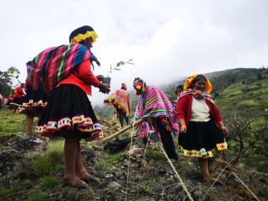 Comunidad de Jajahuana reforestando en Callabamba, Cusco, Perú.