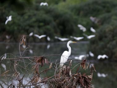 Durante el Global Big Day Colombia, Cali se unió a la pajareada más grande del mundo con grupos en seis sitios. Uno de los elegidos fue el Humedal de Charco Azul en el oriente de la ciudad, donde el grupo Ecoazul, junto al Dagma y el experto Alexander Morales, recorrieron un kilómetro por cerca de tres horas, y junto a sus binoculares, guías y agenda, registraron las aves que se encontraban en este sitio.