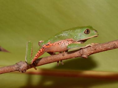 Rana mono (Phyllomedusa venusta).