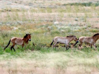 Los caballos de Przewalski corren en el corral de aclimatación del centro de reintroducción de Alibi, en la zona de Altyn Dala de Kazajstán ,05 de junio de 2024.