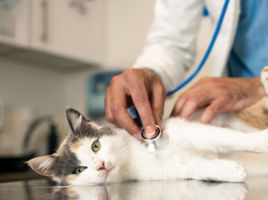 Expertos indican que es vital considerar el estado de salud general del gato antes de proceder con cualquier tratamiento.