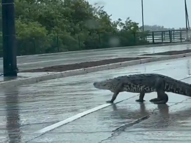 El momento fue captado en las calles de Tampico, México.