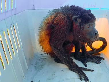 Más de 500 animales se han visto afectados por las graves inundaciones en la región.