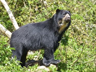 Oso de anteojos.