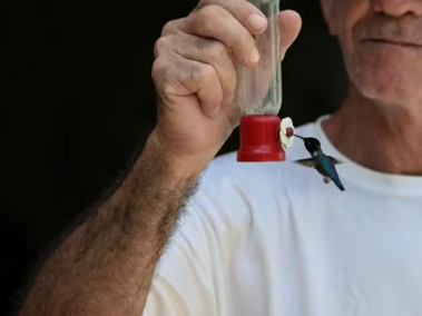 Nativo de Cuba y considerado la ave más pequeña del mundo, el colibrí abeja (Mellisuga helenae) mide entre 5 y 6 centímetros, y su peso varía entre 1,6 y 2,5 gramos.