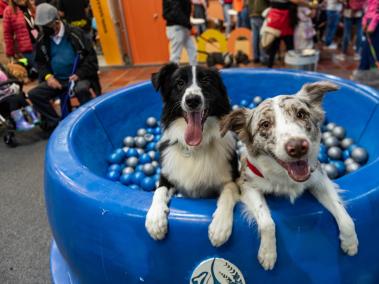 En su novena edición la feria también promueve la adopción de mascotas y el bienestar animal.